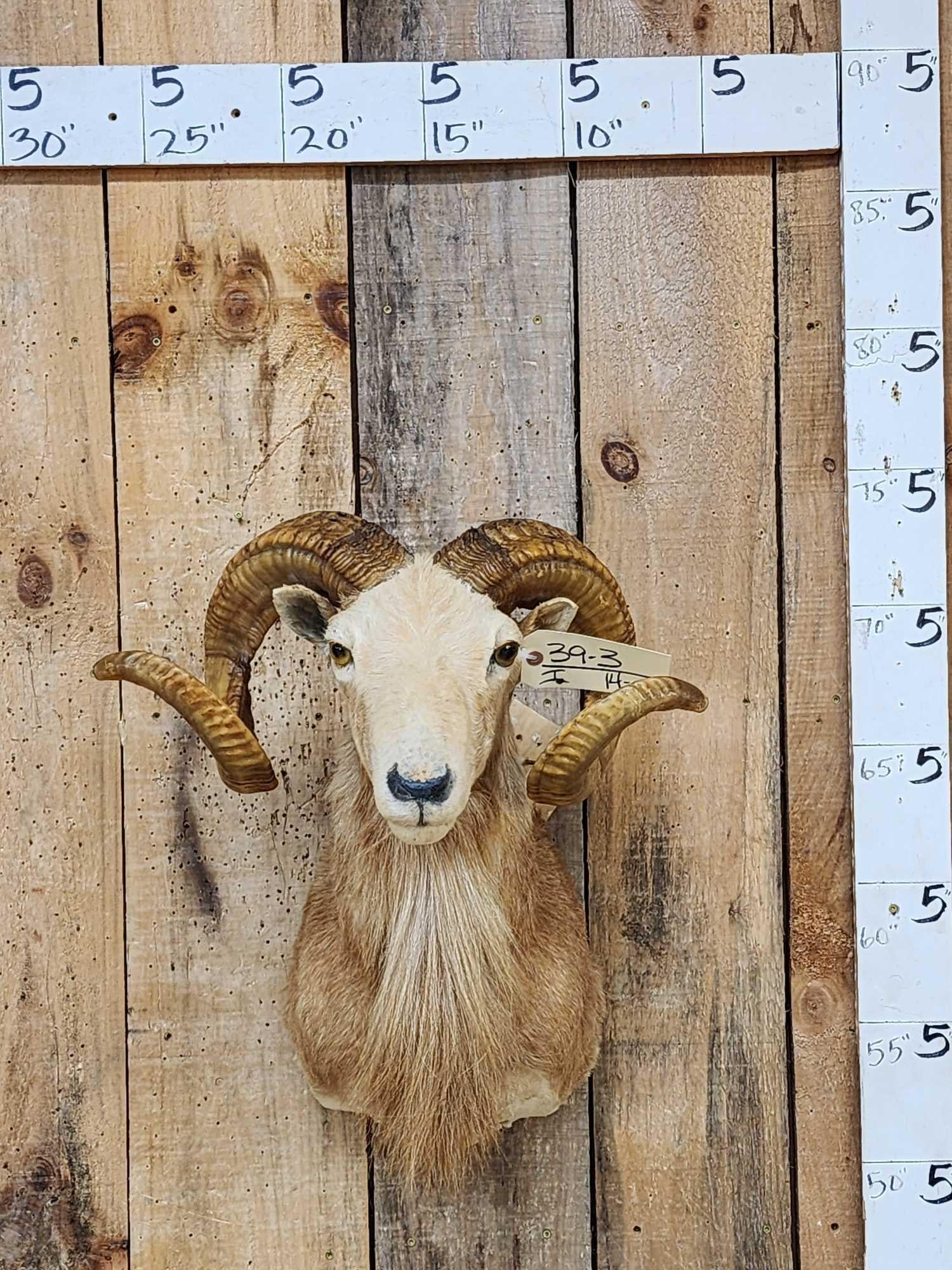 Mouflon Cross Ram Sheep Shoulder Mount Taxidermy (1 of 3)