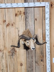 Mouflon Cross Ram Sheep Shoulder Mount Taxidermy
