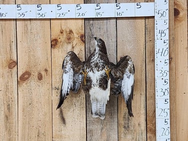 Comon Buzzard Buteo Buteo In Flight Bird Taxidermy