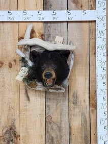 Black Bear In A Den Taxidermy