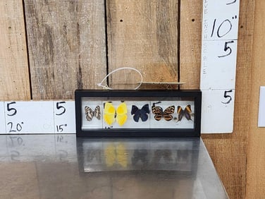 Frame Of 5 Beautiful Butterflies Taxidermy Entomology