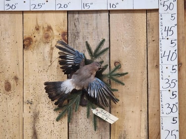 Eurasian Jay In Flight Bird Taxidermy