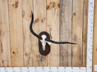 Crazy Nontypical African Impala Skull Taxidermy