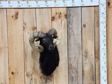 Black Ram Sheep Shoulder Mount Taxidermy