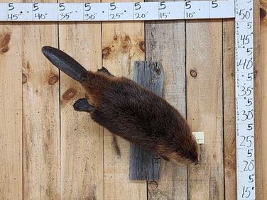 Beaver Full Body Taxidermy Mount