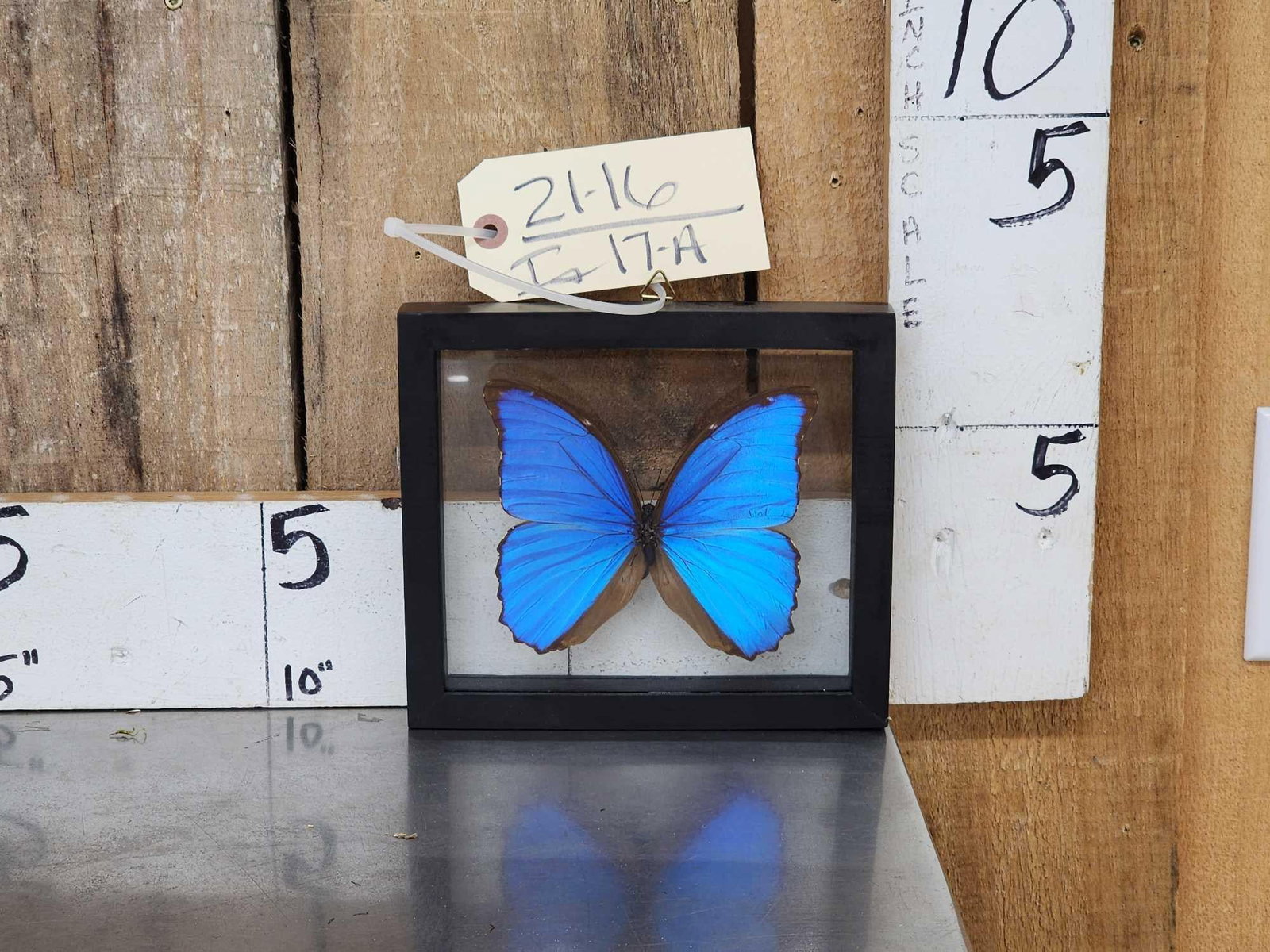 Beautiful Morpho Didius Butterfly In Frame Taxidermy Entomology (1 of 3)