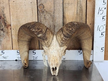 Huge Bighorn Sheep Skull Taxidermy