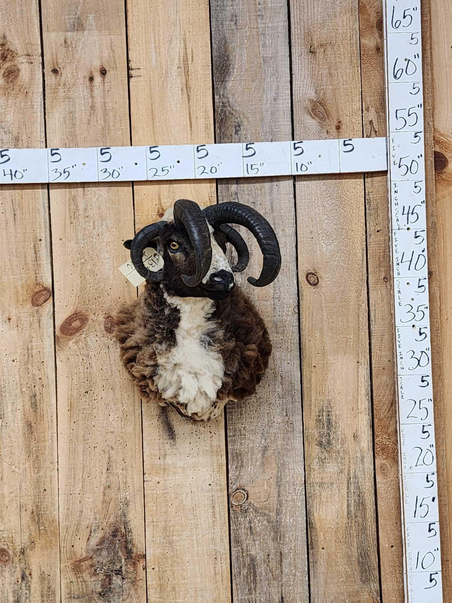 Crazy Cool Jacob's 4 Horn Ram Sheep Shoulder Mount Taxidermy (1 of 8)