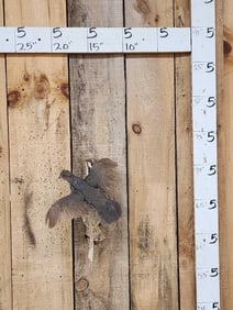 Blue Scale Quail Bird Taxidermy