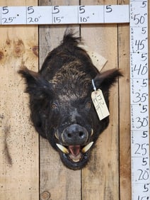 Wild Boar Hog Shoulder Mount Taxidermy