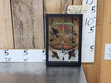 Frame Of 11 Exotic Insects Taxidermy Entomology