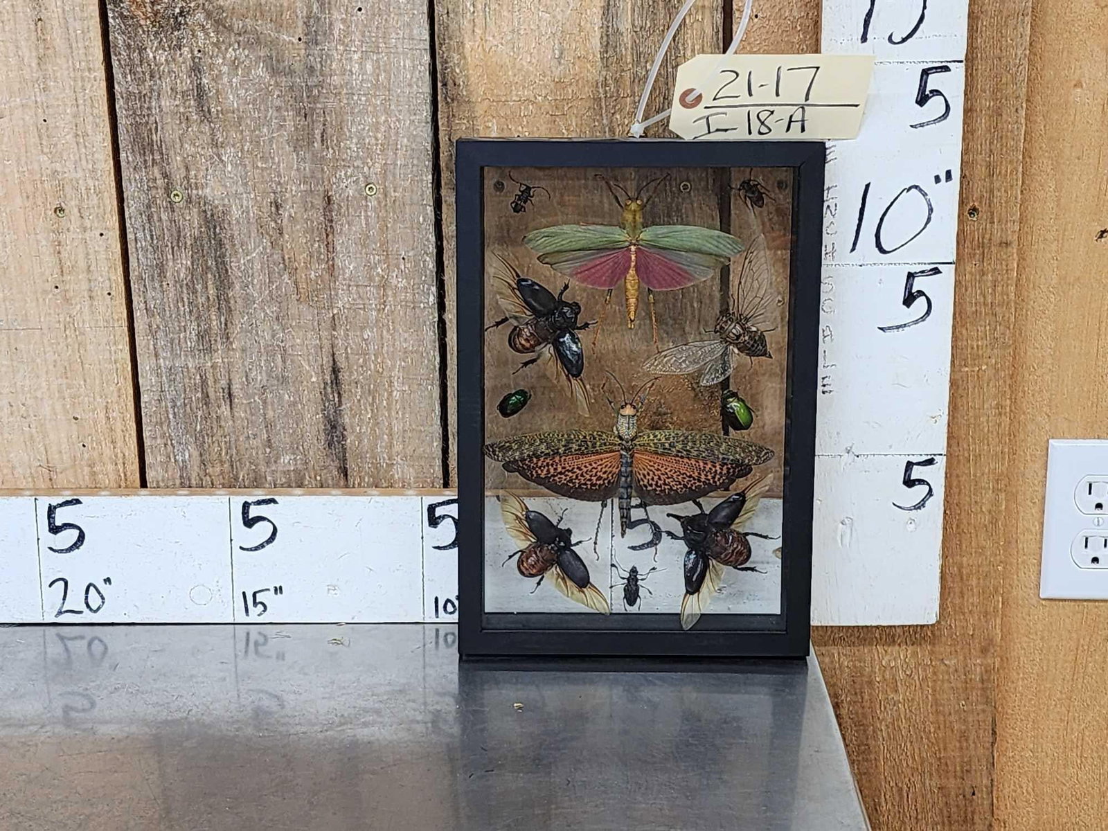 Frame Of 11 Exotic Insects Taxidermy Entomology (1 of 6)