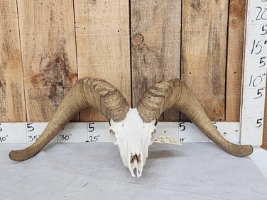 MONSTER Desert Bighorn Sheep Skull Taxidermy