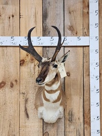 Pronghorn Antelope Shoulder Mount Taxidermy
