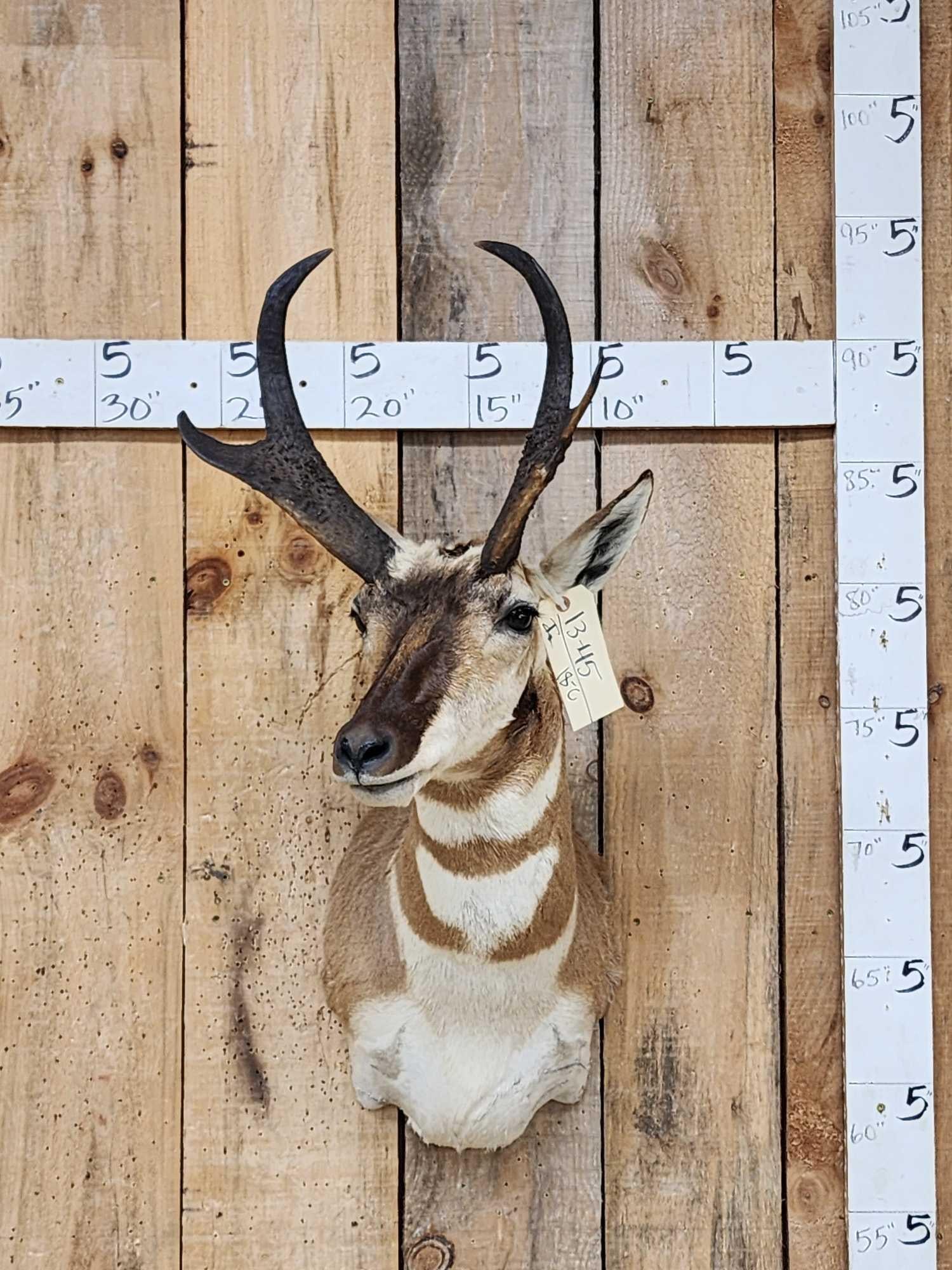 Pronghorn Antelope Shoulder Mount Taxidermy: 13.45 Great colors little to no shedding unlike most pronghorn tall horns big diggers