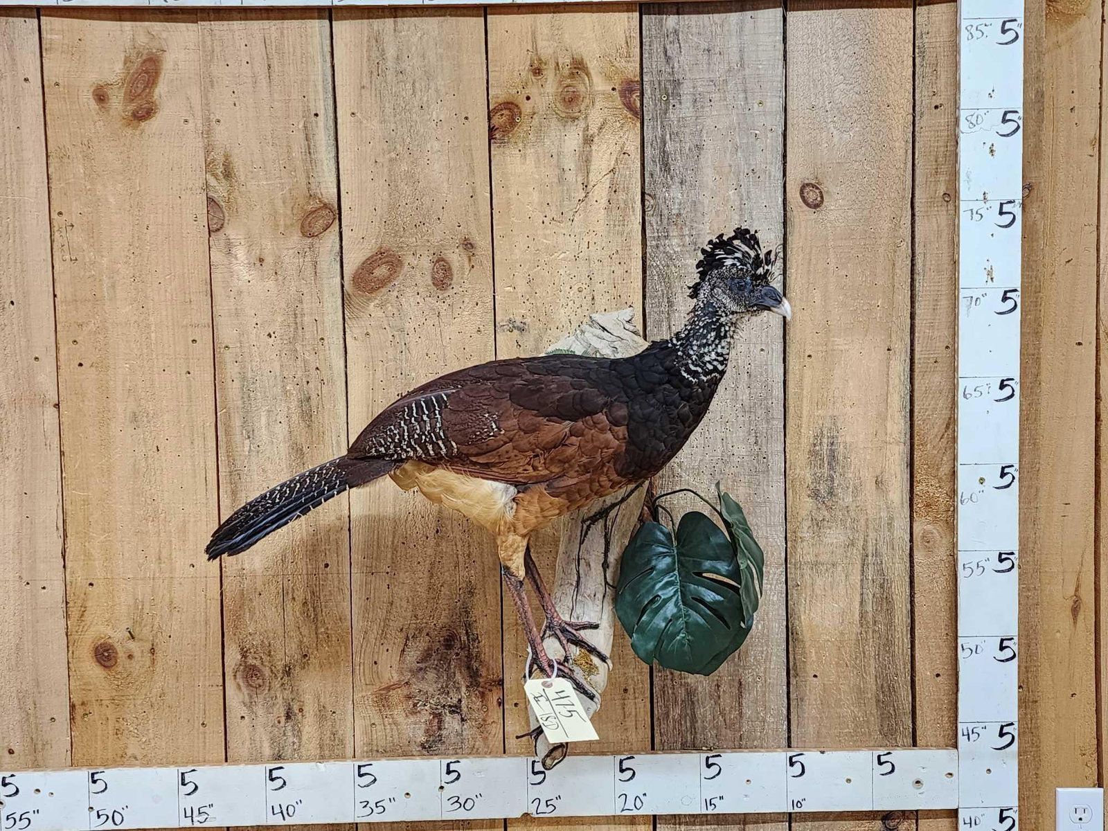 Female Great Curassow Full Body Bird Taxidermy: 47.5 Very well done mount great Taxidermy Artwork Central South America