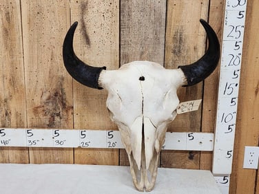 Big American Bison Buffalo Skull Taxidermy