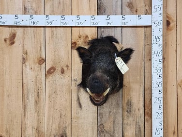 Wild Boar Hog Shoulder Mount Taxidermy