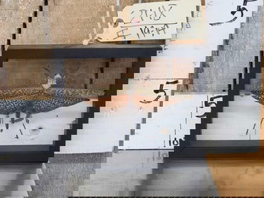 Giant Peruvian Grasshopper In Frame Taxidermy Entomology