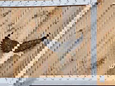 African Dwarf Forrest Buffalo Skull Taxidermy