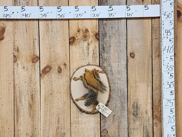 Red Squirrel Climbing Pose Taxidermy Mount