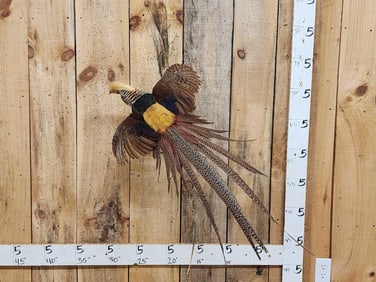 Awesome Golden Pheasant In Flight Bird Taxidermy
