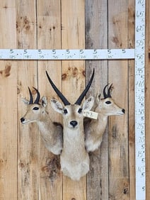 African Reedbuck Triple clustered Shoulder Mount Taxidermy