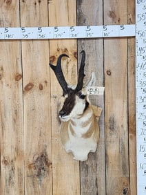 Pronghorn Antelope Shoulder Mount Taxidermy