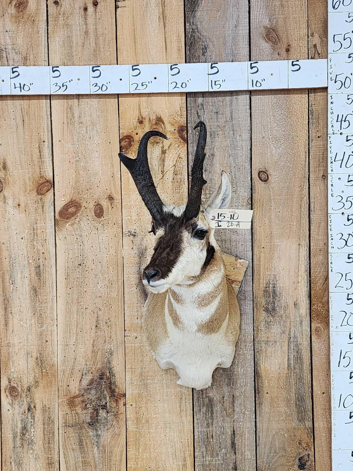 Pronghorn Antelope Shoulder Mount Taxidermy: 15.10 Nicely done mount great colors good Taxidermy Artwork no shedding unlike most pronghorn