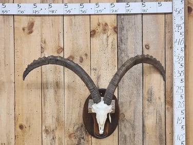 BIG Ibex Skull Taxidermy