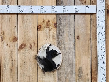 Black Squirrel Full Body Taxidermy Mount