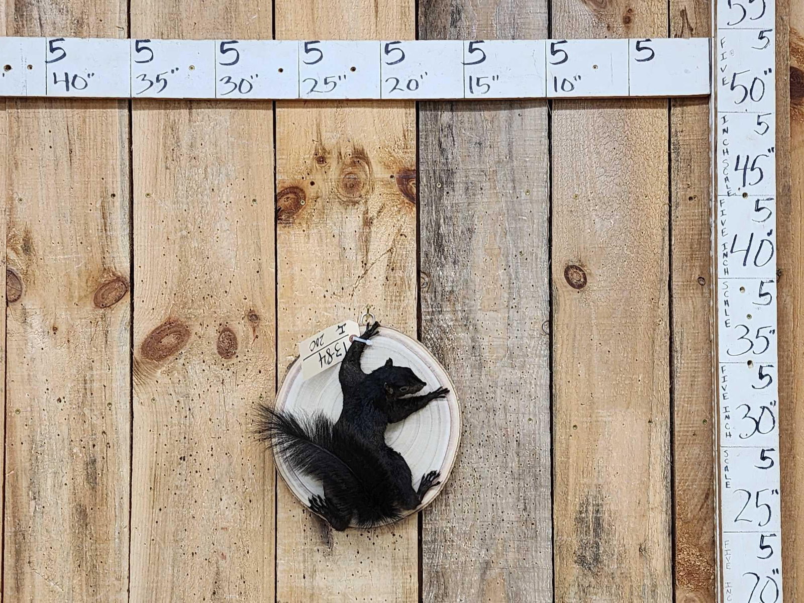 Black Squirrel Full Body Taxidermy Mount (1 of 5)