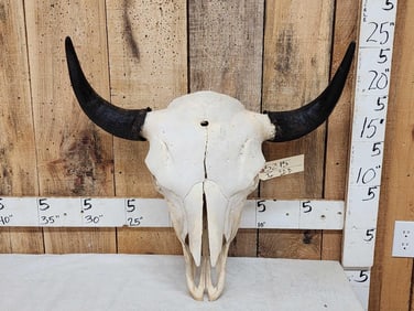 Big American Bison Buffalo Skull Taxidermy