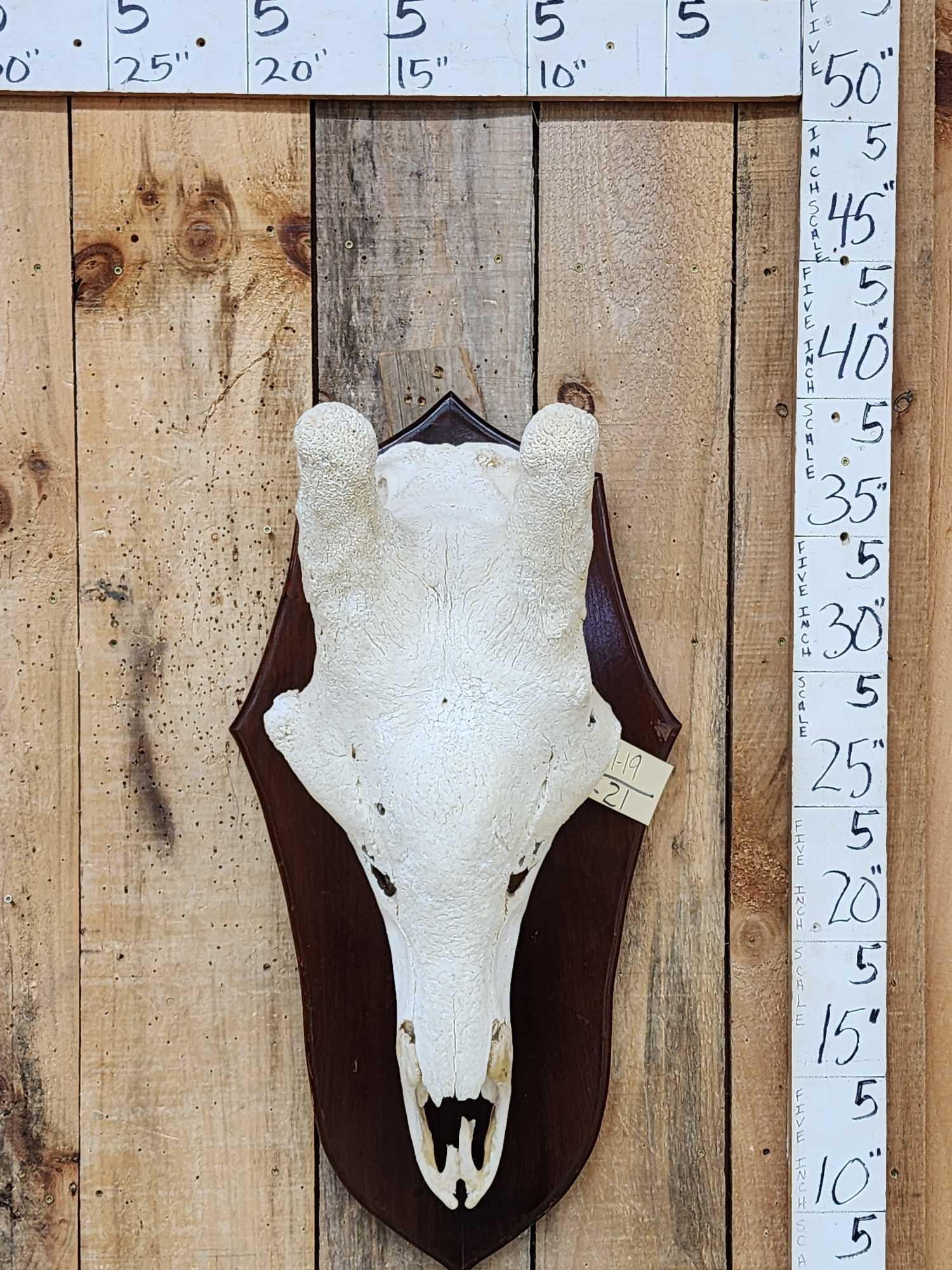 Bull Giraffe Skull Taxidermy (1 of 5)