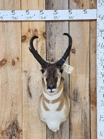 Pronghorn Antelope Shoulder Mount Taxidermy