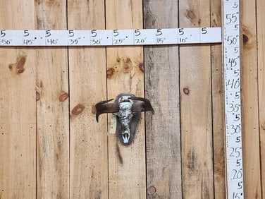 Pronghorn Antelope Skull Taxidermy