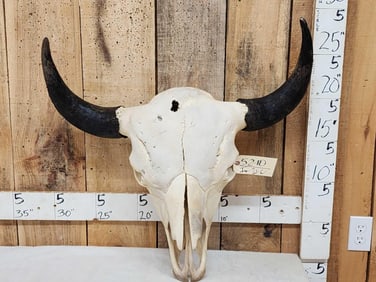 Big American Bison Buffalo Skull Taxidermy
