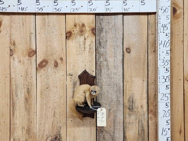 Blonde Mink Full Body Taxidermy Mount