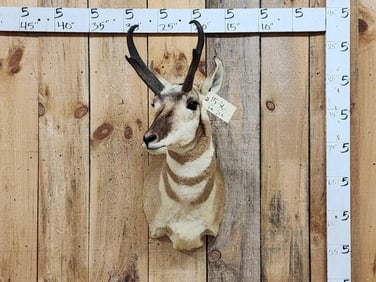 Pronghorn Antelope Shoulder Mount Taxidermy