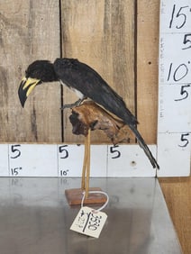 African Pied Hornbill Full Body Bird Taxidermy