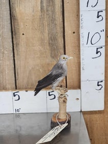 Female Wattled Starling Full Body Bird Taxidermy