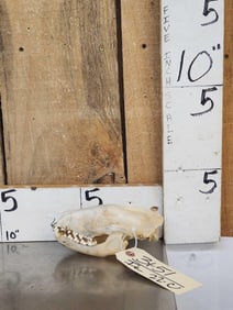 African Palm Civet Skull Taxidermy