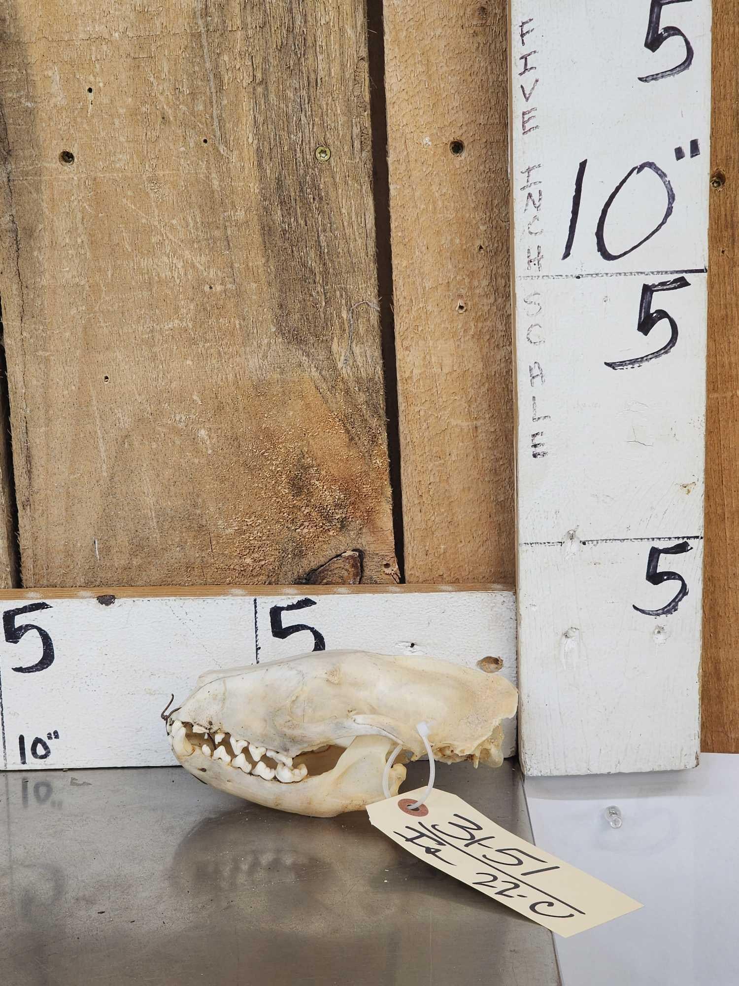 African Palm Civet Skull Taxidermy (1 of 6)