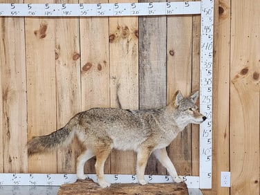 Nice Coyote Full Body Taxidermy Mount