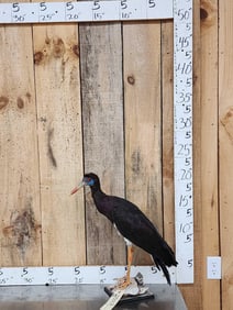 Abdim's Stork Full Body Bird Taxidermy