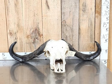 African Female Cape Buffalo Skull Taxidermy