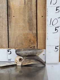 African Black Casqued Hornbill Skull Taxidermy