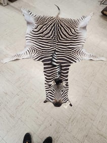 Zebra Soft Tanned Skin Taxidermy