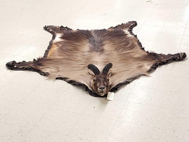 Beautiful Himalayan Tahr Rug Taxidermy