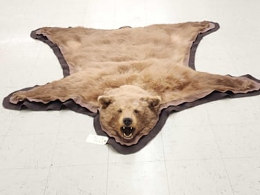 Blonde Phase Black Bear Rug Taxidermy